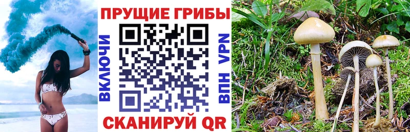 нарко площадка наркотические препараты  Сурск  Псилоцибиновые грибы Psilocybine cubensis 